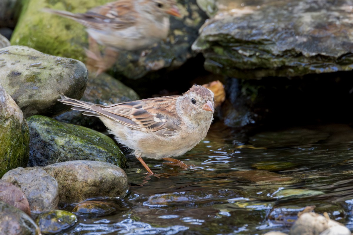 Field Sparrow - ML641991651