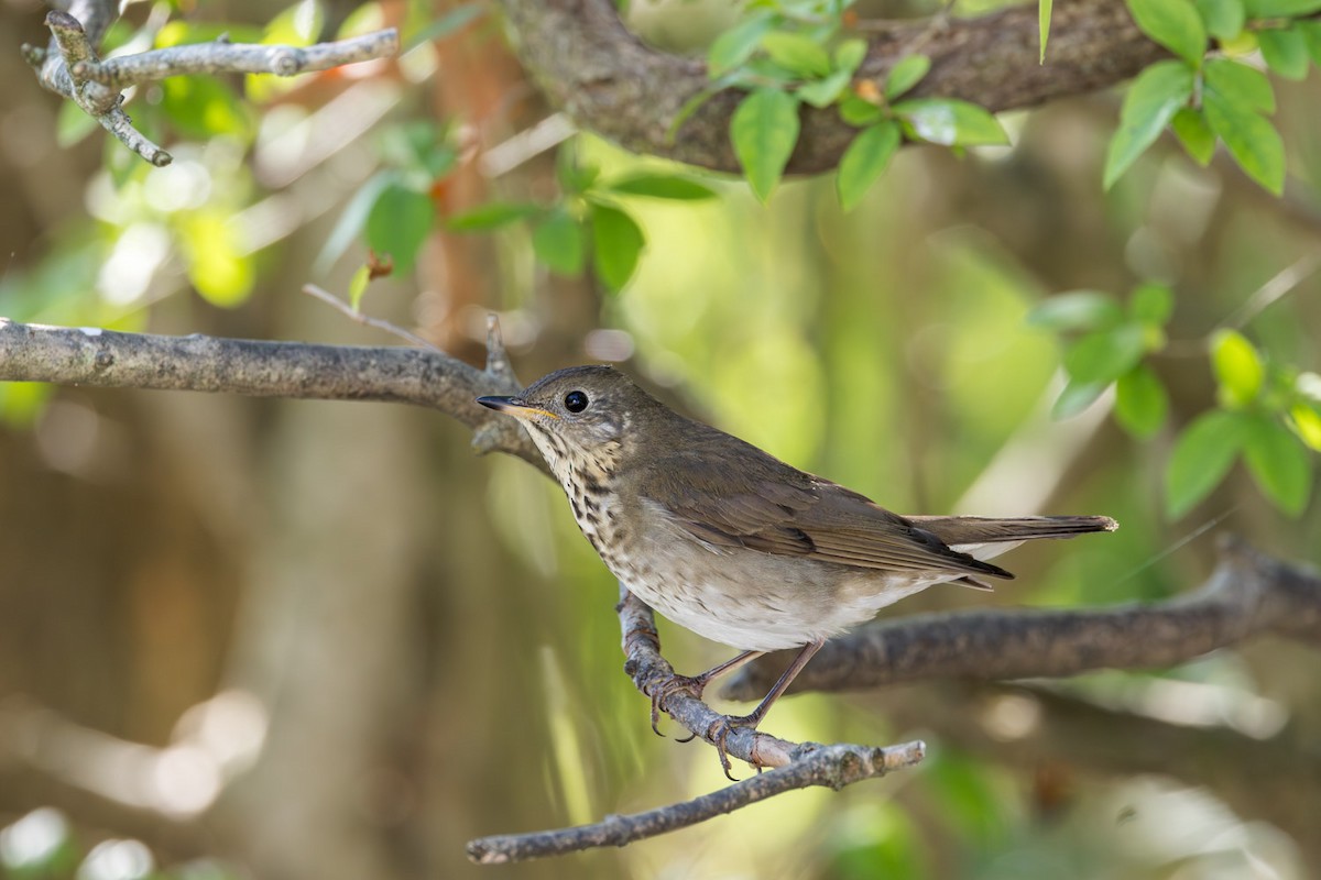 Gray-cheeked Thrush - ML641991668