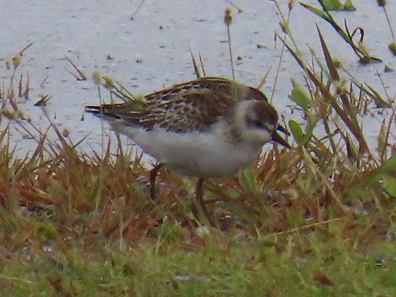 Semipalmated Sandpiper - ML641991671