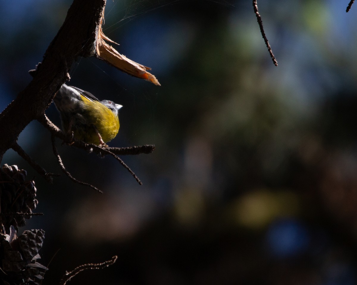 Patagonian Sierra Finch - ML641991689
