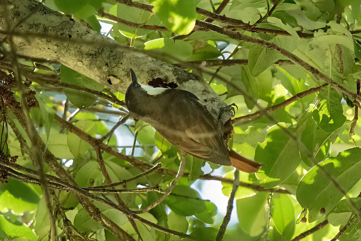 White-throated Treerunner - ML641991703
