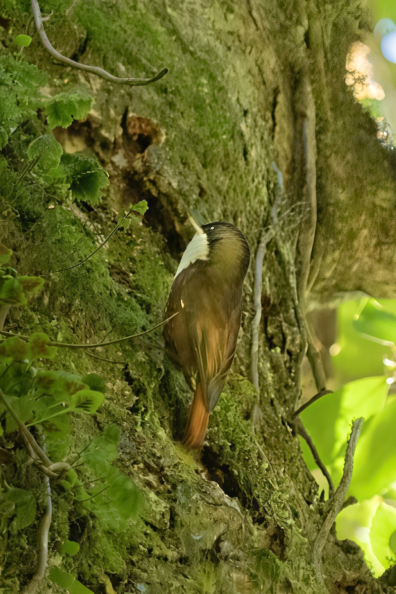 White-throated Treerunner - ML641991704
