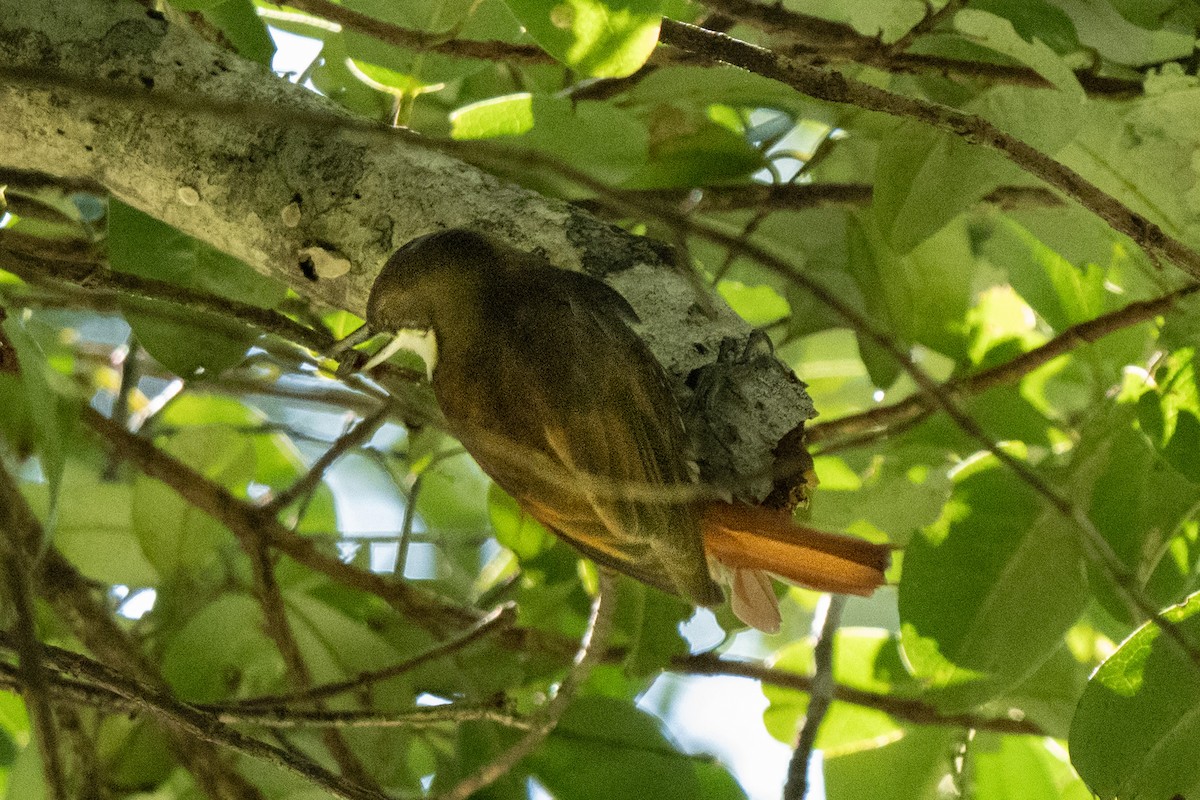 White-throated Treerunner - ML641991705