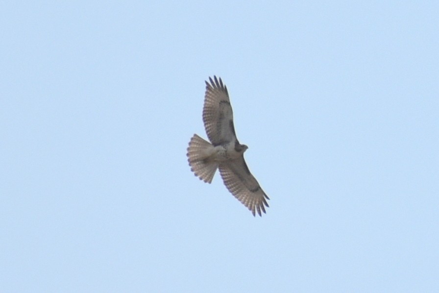 Red-tailed Hawk - ML641991709