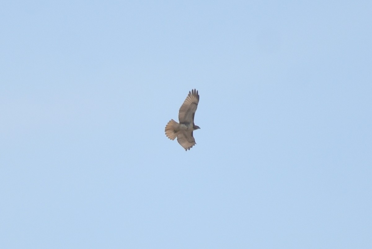 Red-tailed Hawk - ML641991710