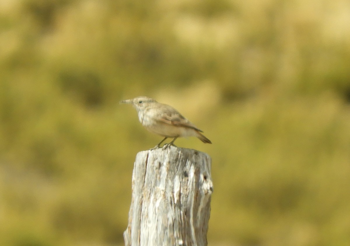 Common Miner - ML641991725
