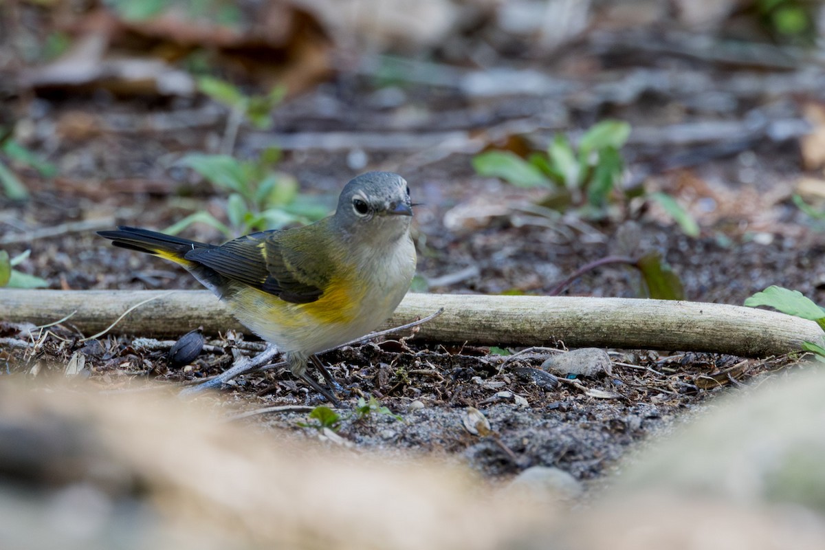 rødstjertparula - ML641991743
