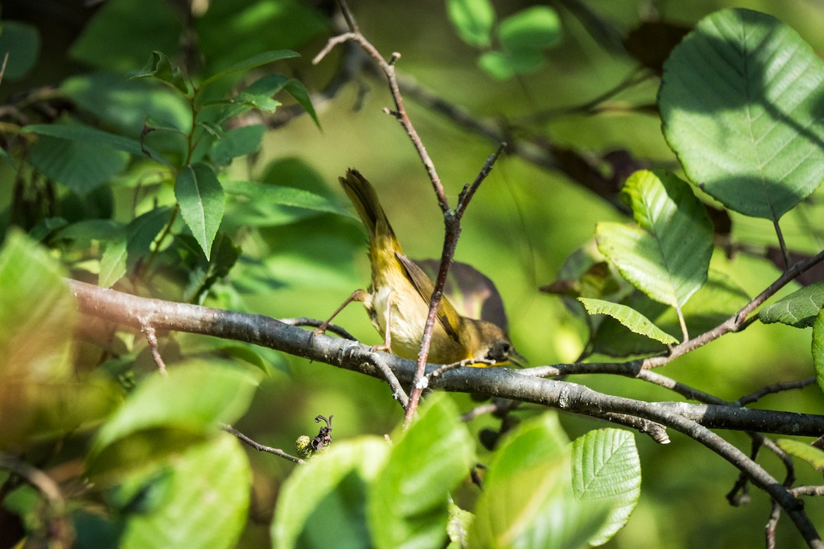 Common Yellowthroat - ML641991745