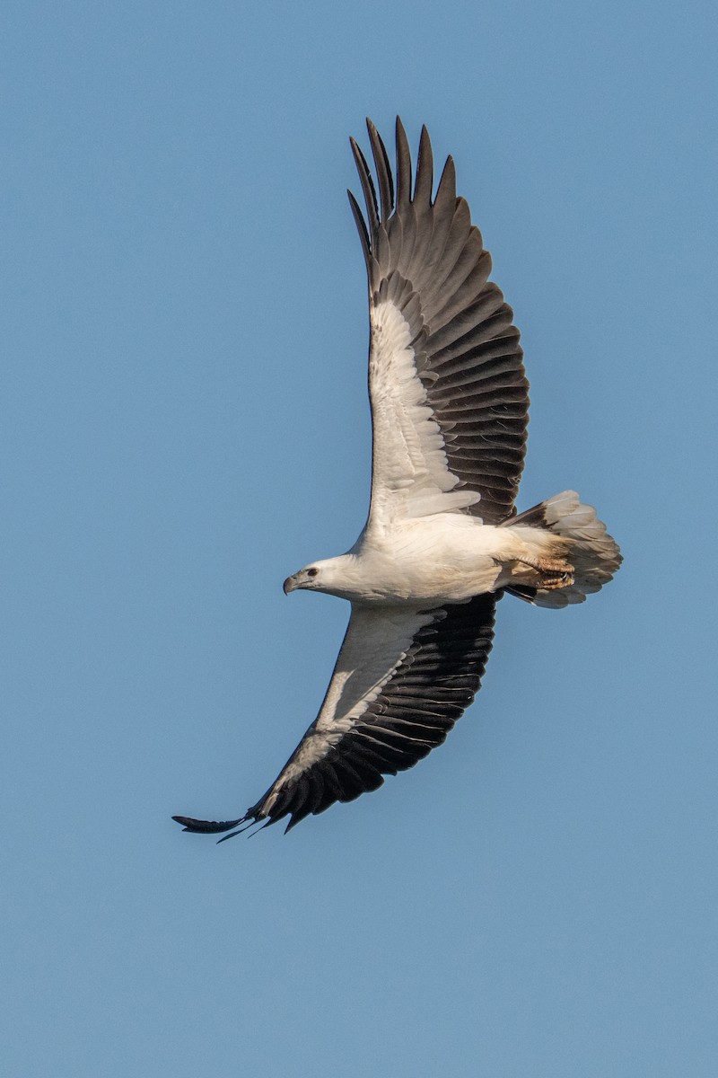 White-bellied Sea-Eagle - ML641991755