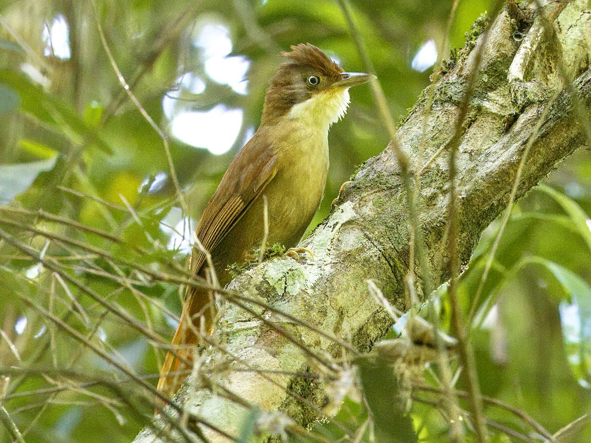 White-eyed Foliage-gleaner - ML641991757
