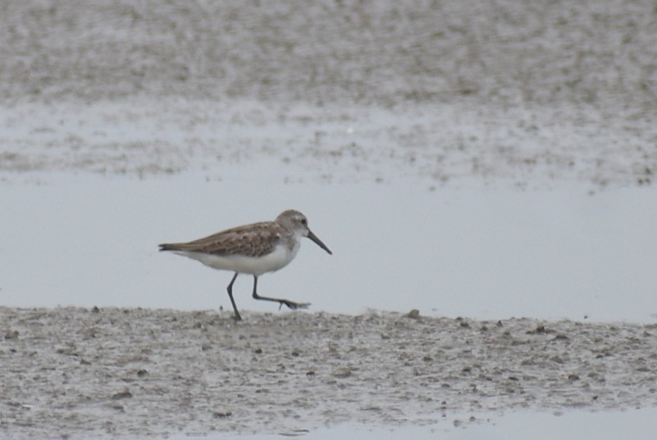 Bécasseau d'Alaska - ML641991759