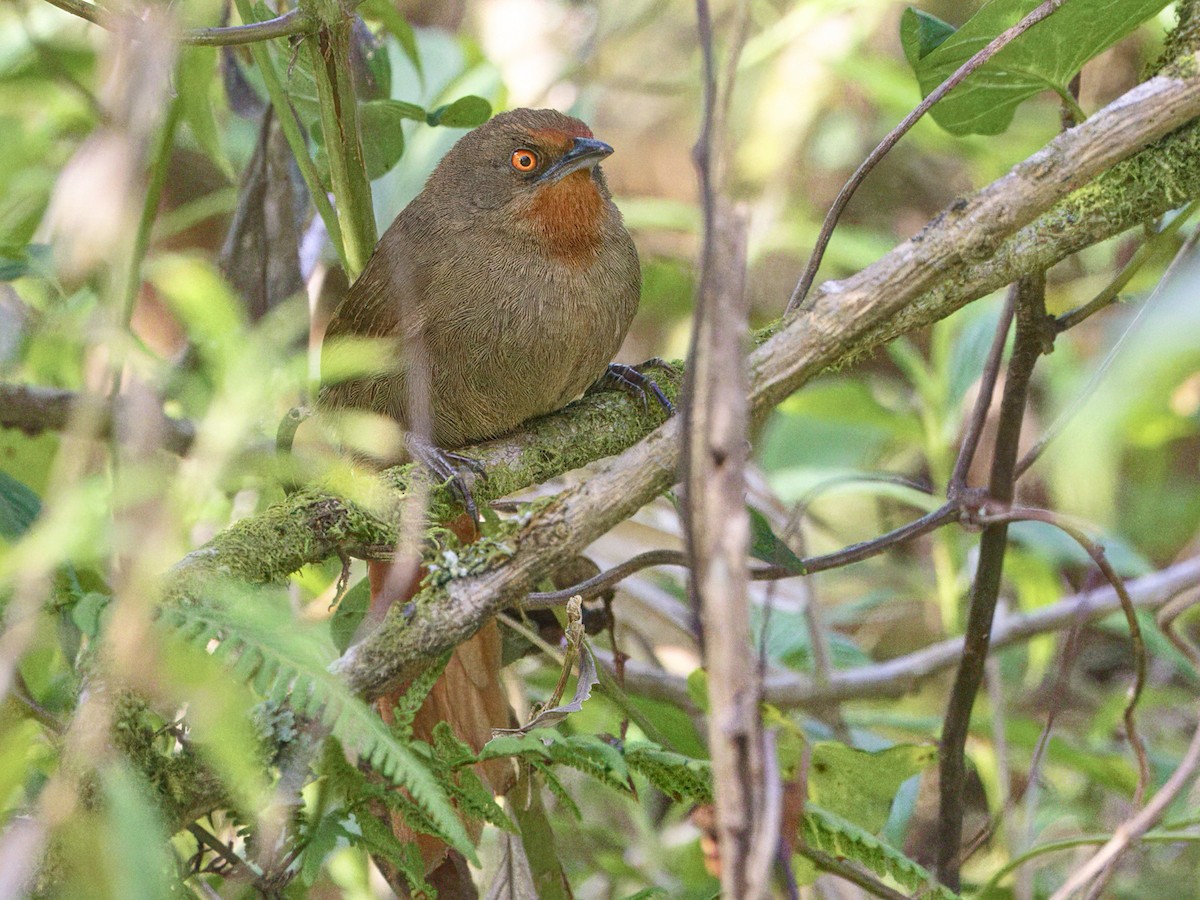 Orange-eyed Thornbird - ML641991770