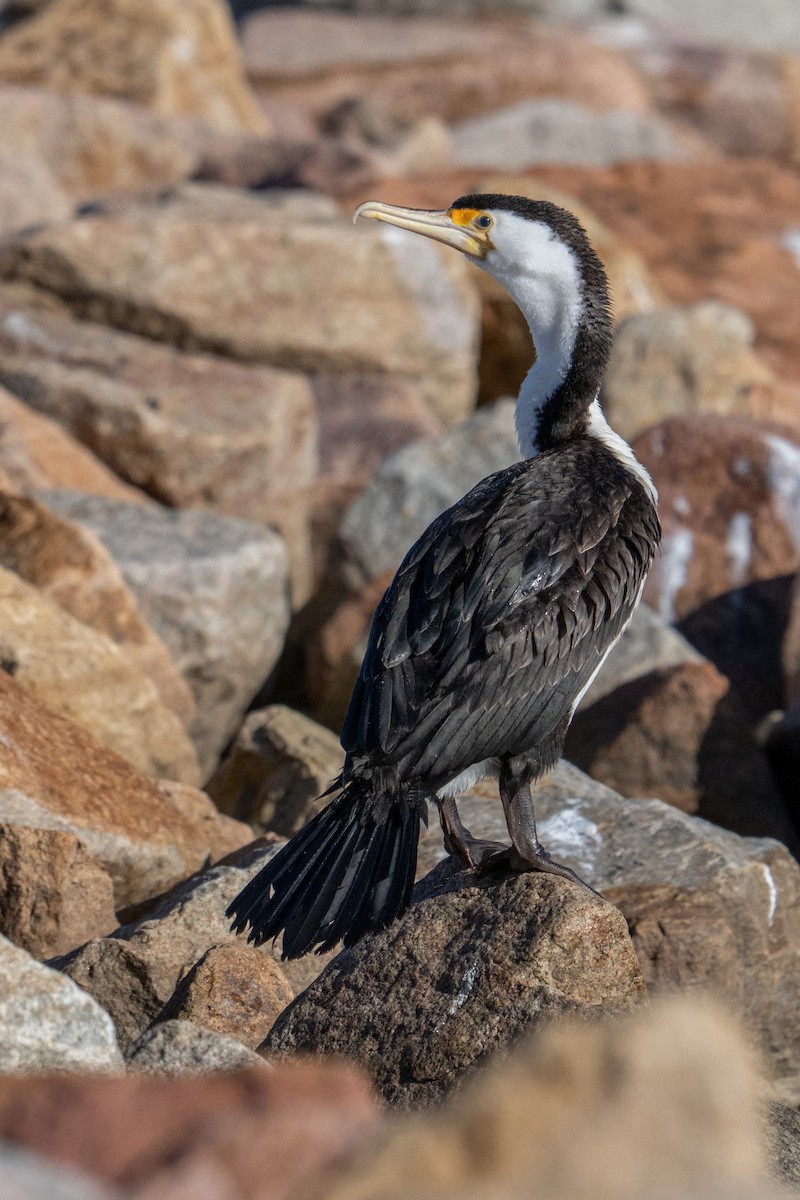 Pied Cormorant - ML641991771