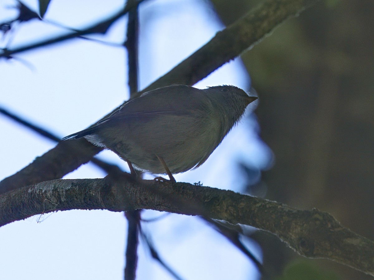 Pin-tailed Manakin - ML641991827