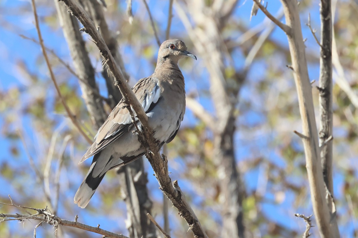White-winged Dove - ML641991828