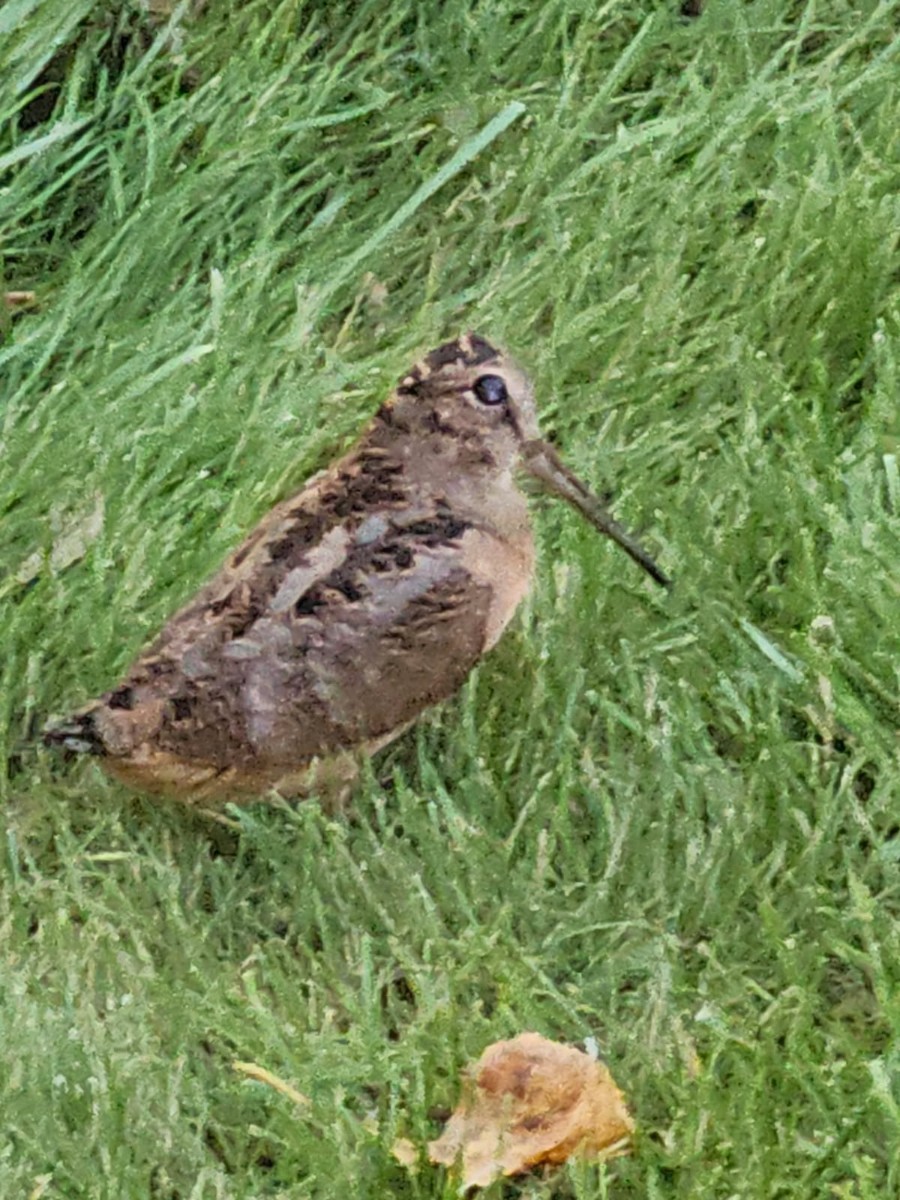 American Woodcock - ML641991846