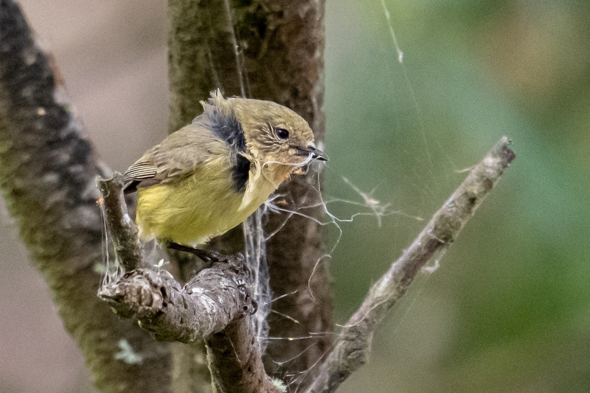 Yellow Thornbill - ML641991848