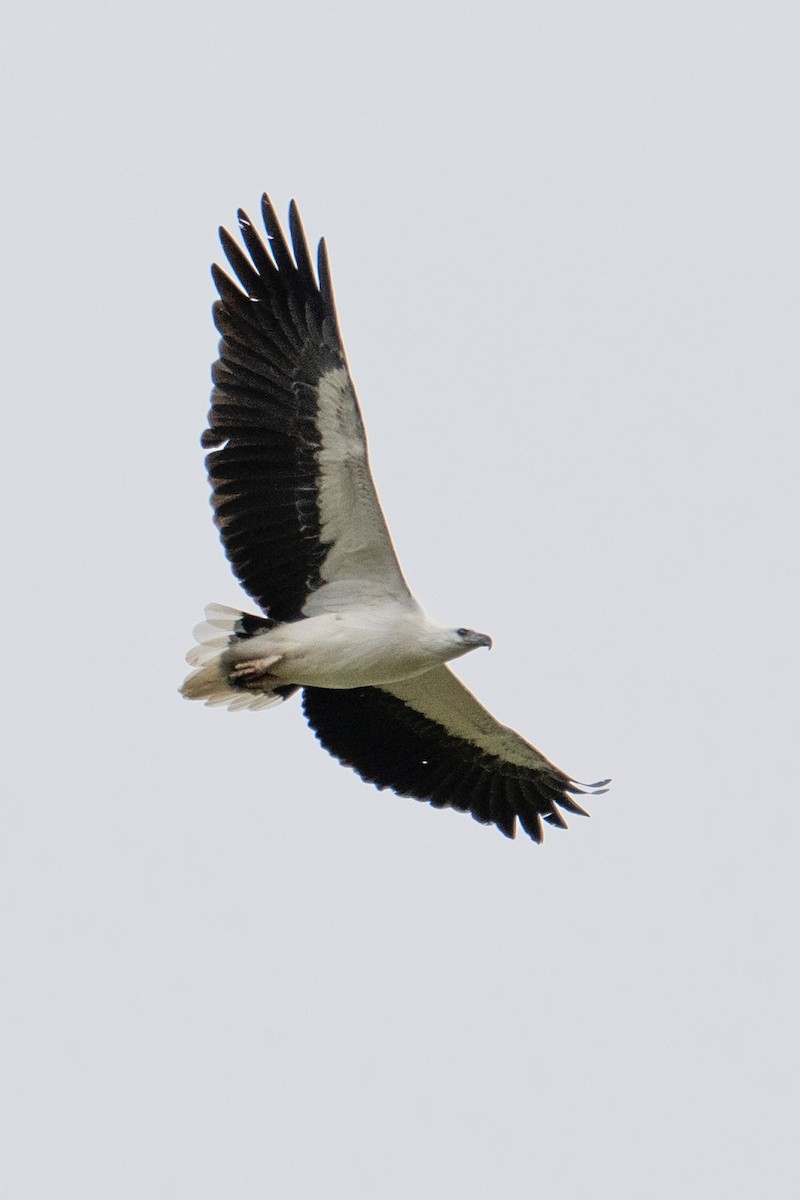 White-bellied Sea-Eagle - ML641991853