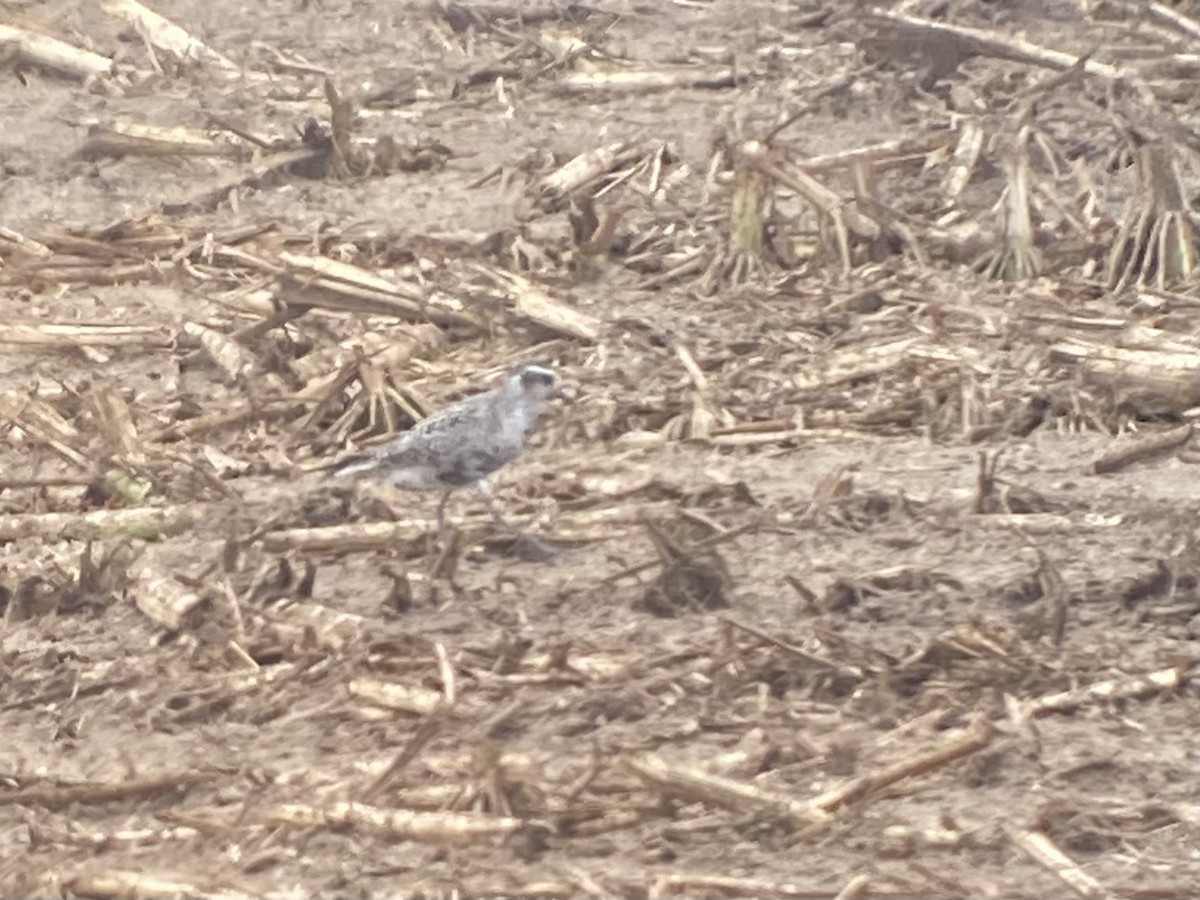 American Golden-Plover - ML641991855