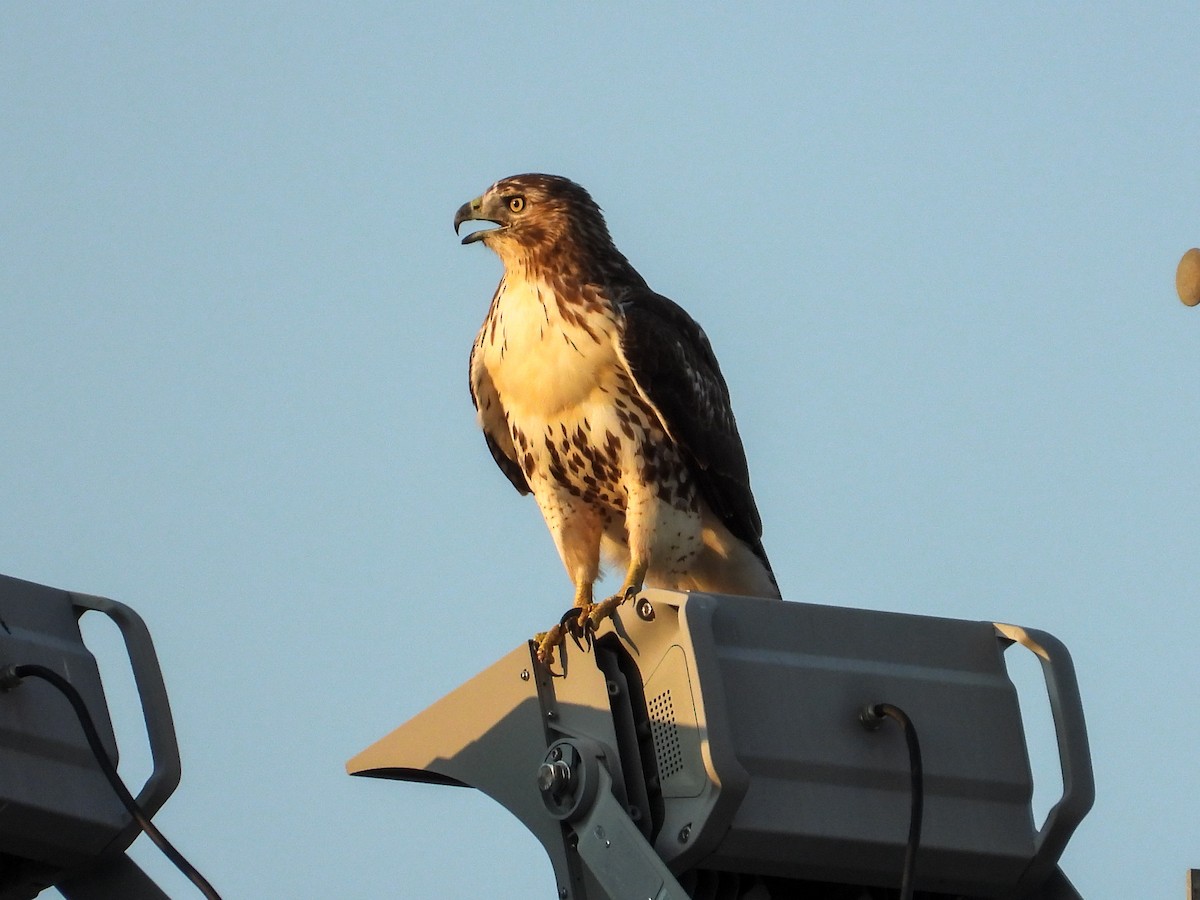 Red-tailed Hawk - ML641991873