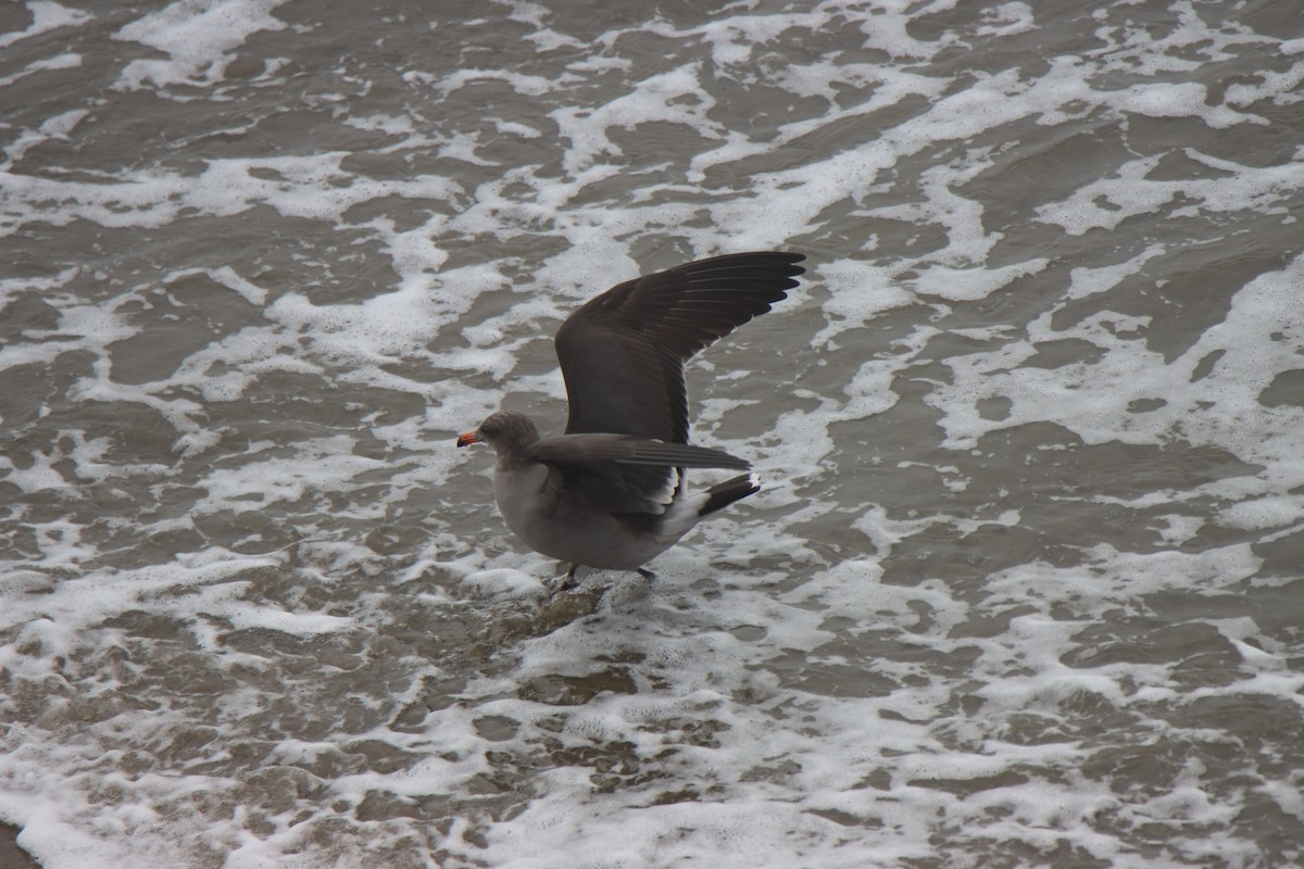 Heermann's Gull - ML641991879