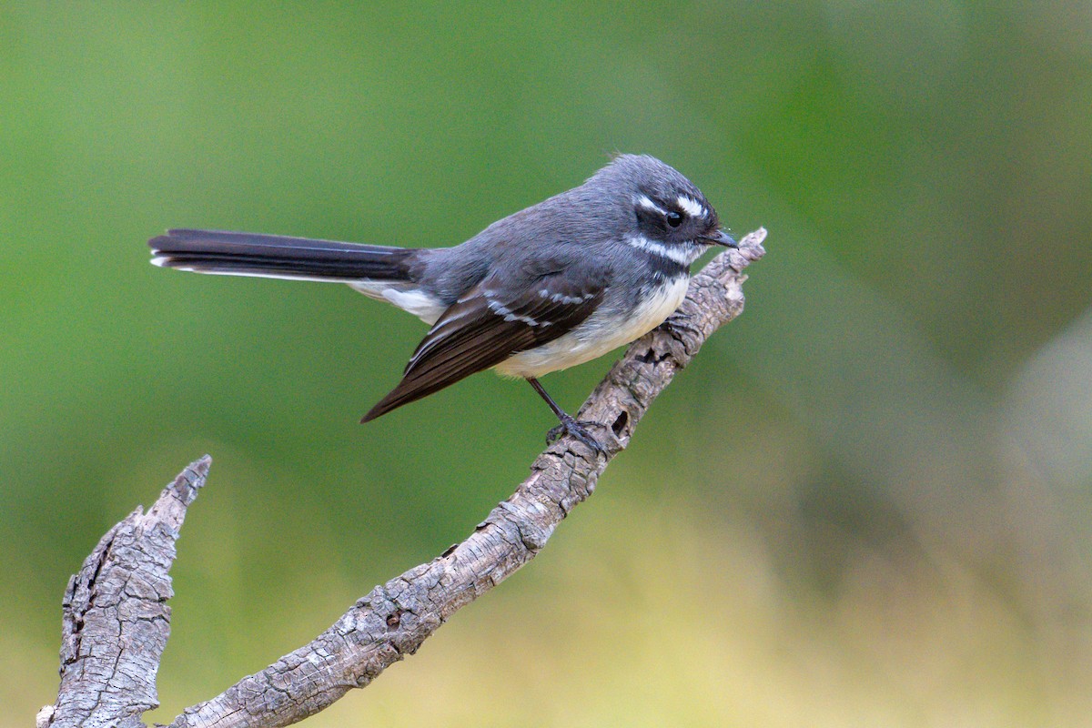 Gray Fantail - ML641991892