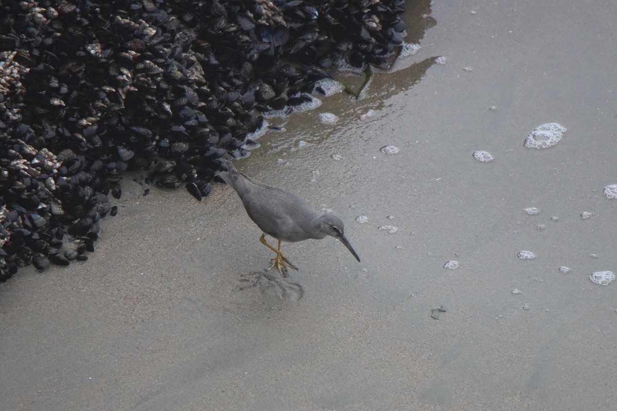 Wandering Tattler - ML641991897