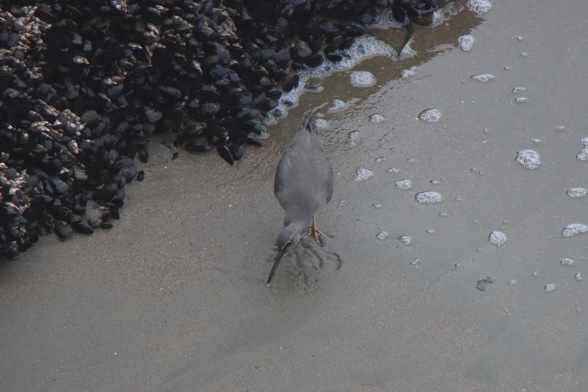 Wandering Tattler - ML641991898