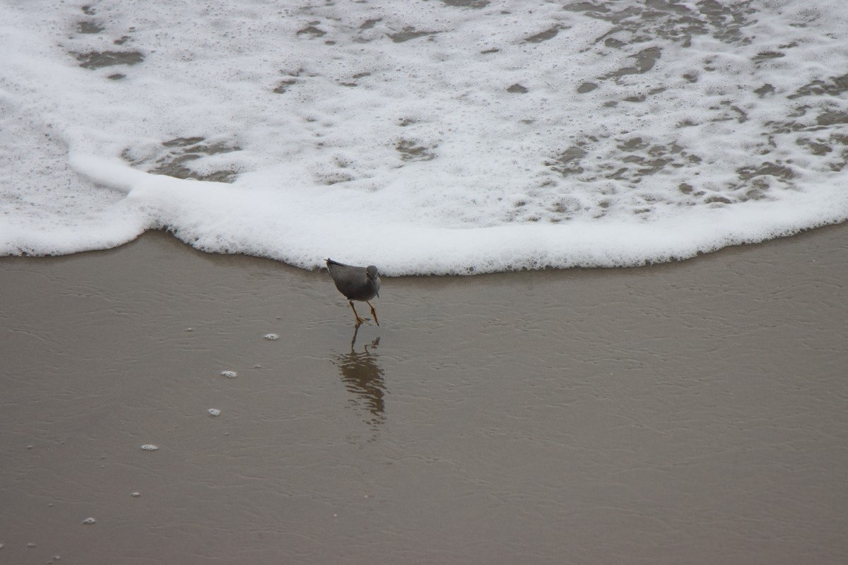 Wandering Tattler - ML641991899