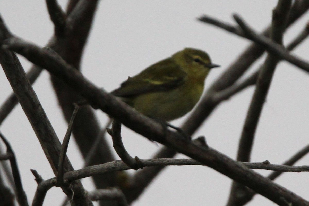 Tennessee Warbler - ML641991906