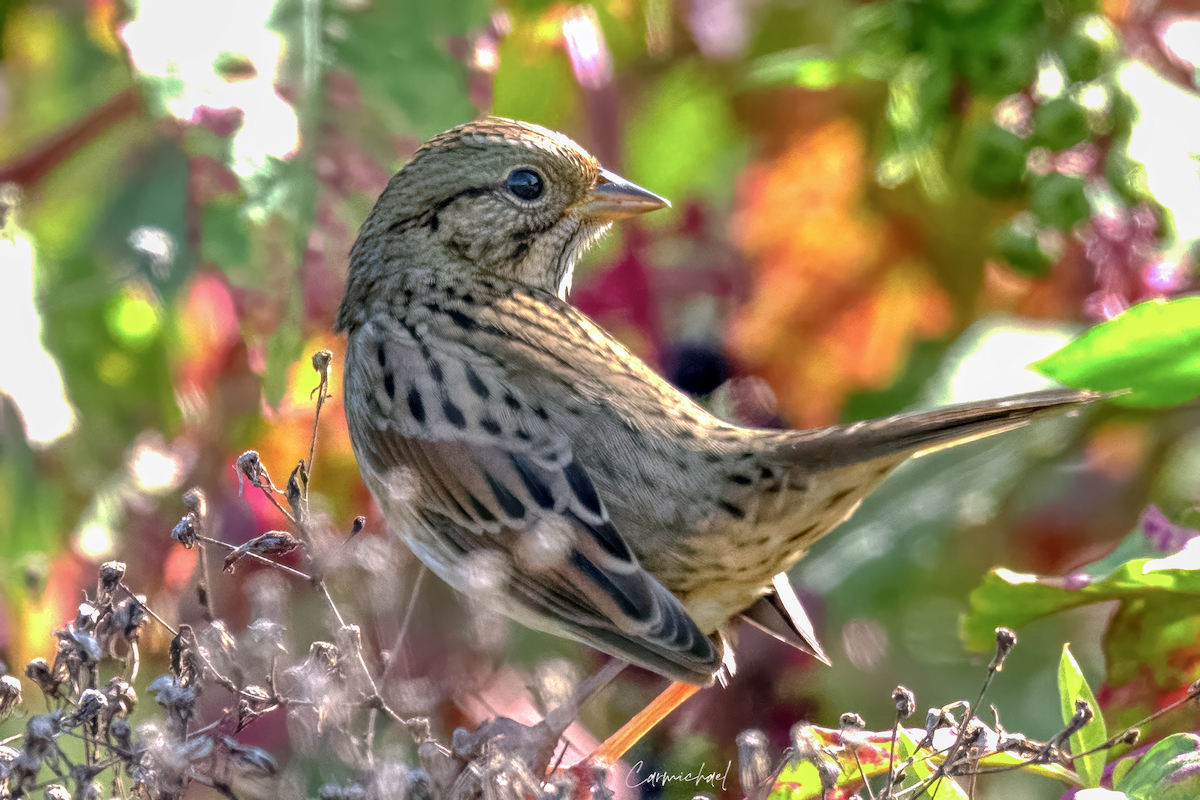 Lincoln's Sparrow - ML641991907