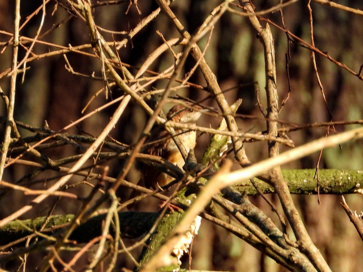 Carolina Wren - ML641991909
