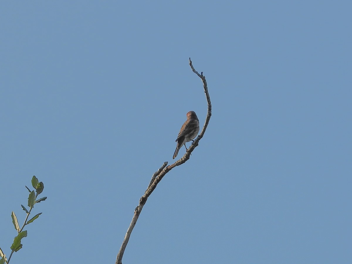 House Finch - ML641991916