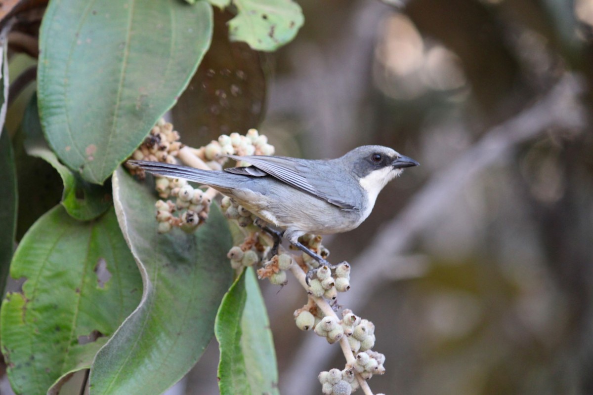Cinereous Warbling Finch - ML641991919