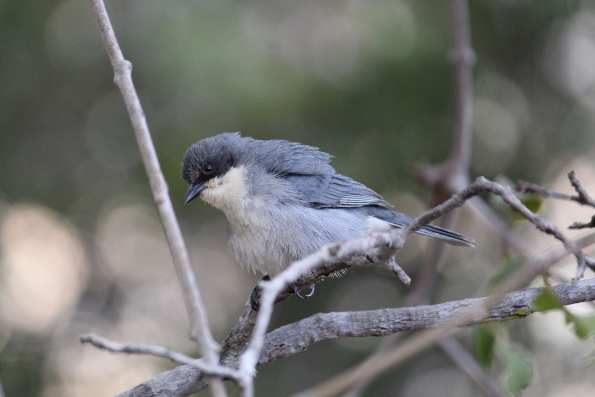 Cinereous Warbling Finch - ML641991920