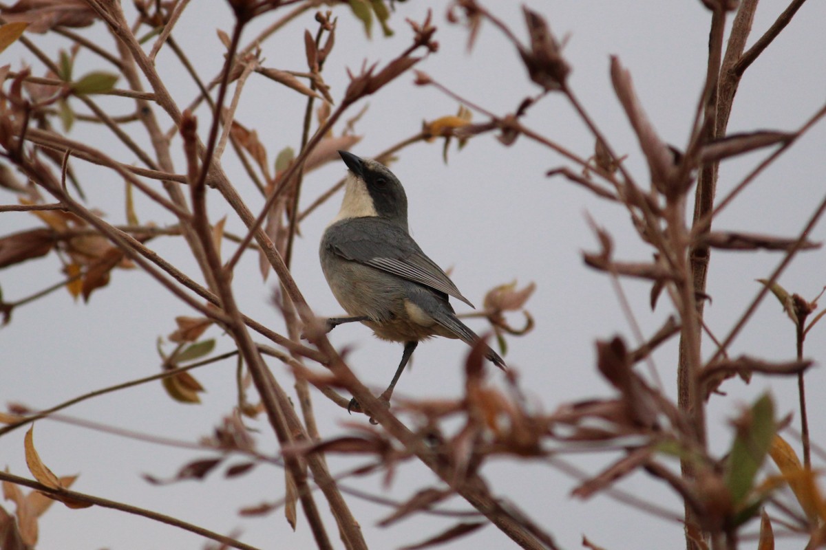 Cinereous Warbling Finch - ML641991923