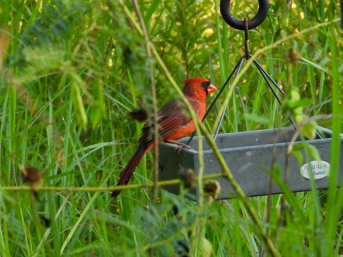 Northern Cardinal - ML641991925
