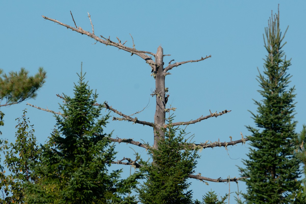 Pileated Woodpecker - ML641991930