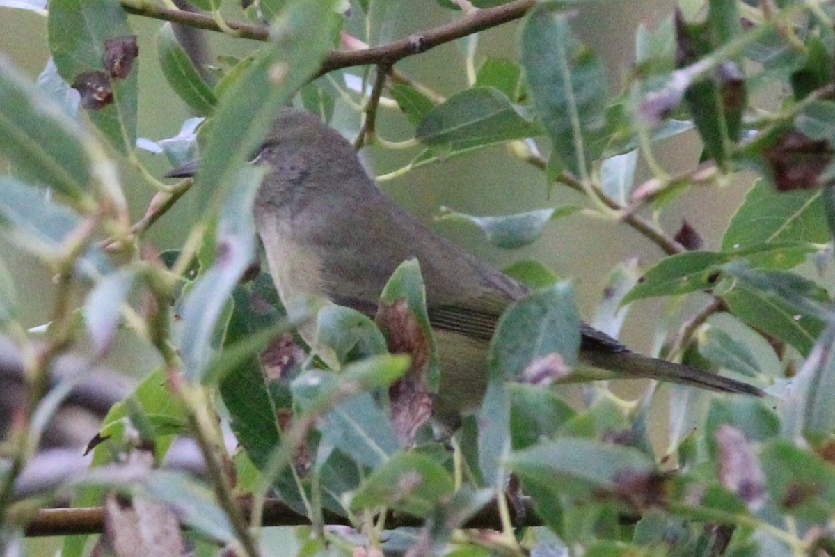 Orange-crowned Warbler - ML641991931