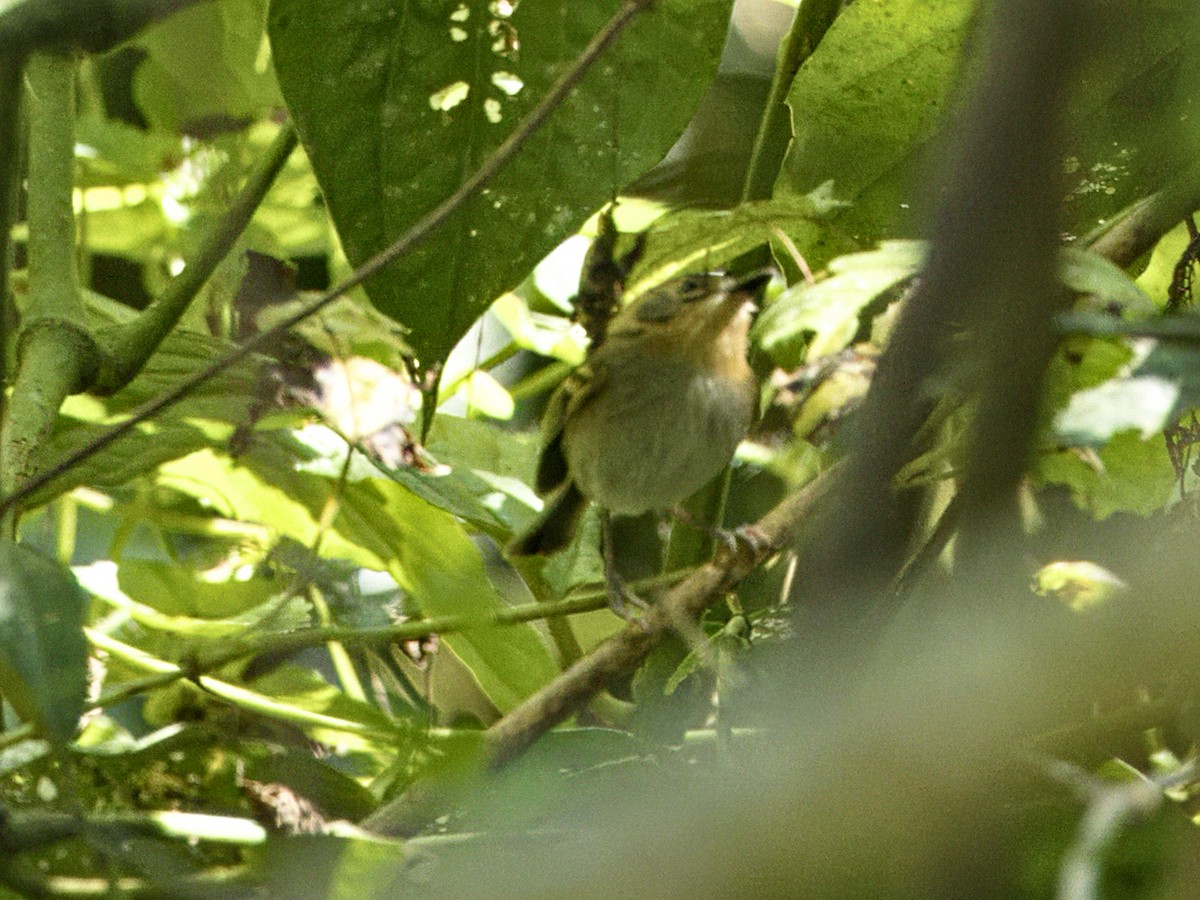 Ochre-faced Tody-Flycatcher - ML641991933
