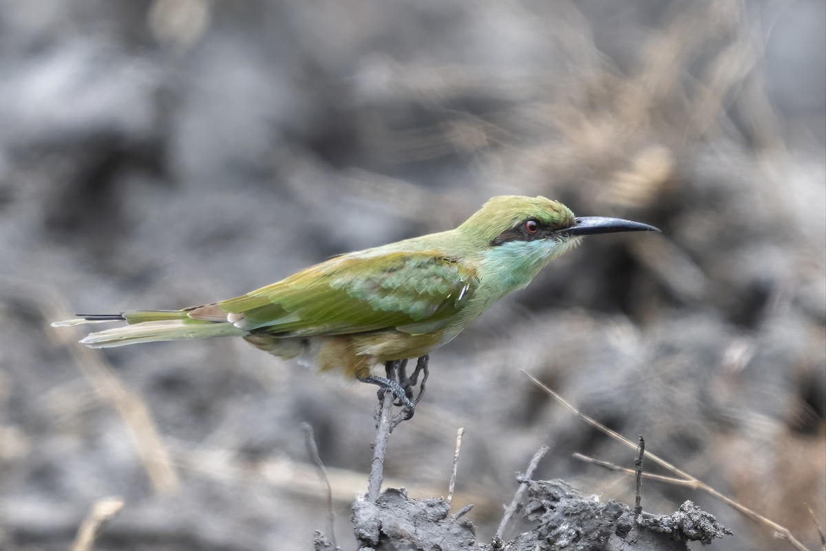 Asian Green Bee-eater - ML641991934