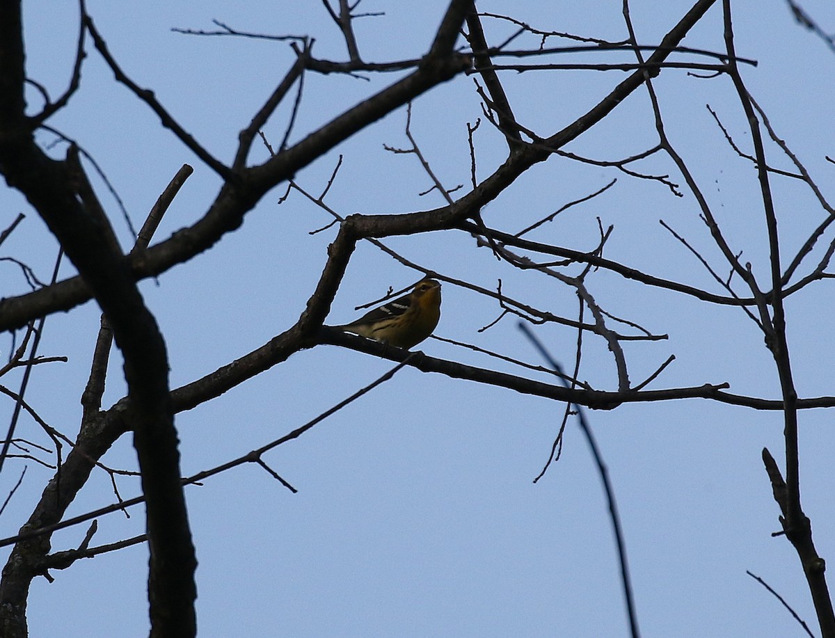 Blackburnian Warbler - ML641991935