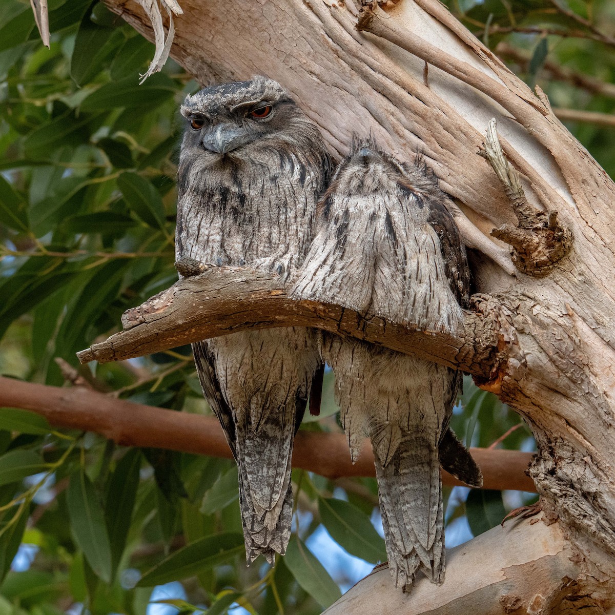 Tawny Frogmouth - ML641991937