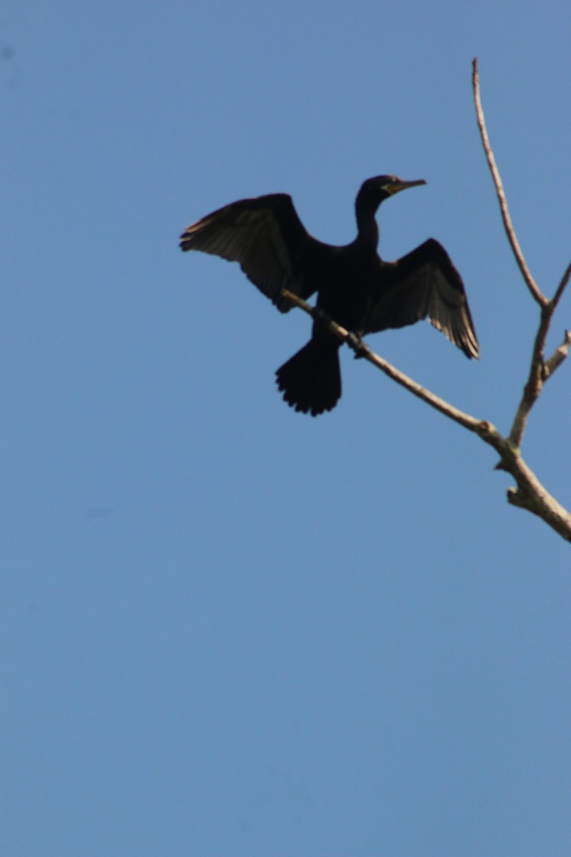 Neotropic Cormorant - ML641991942