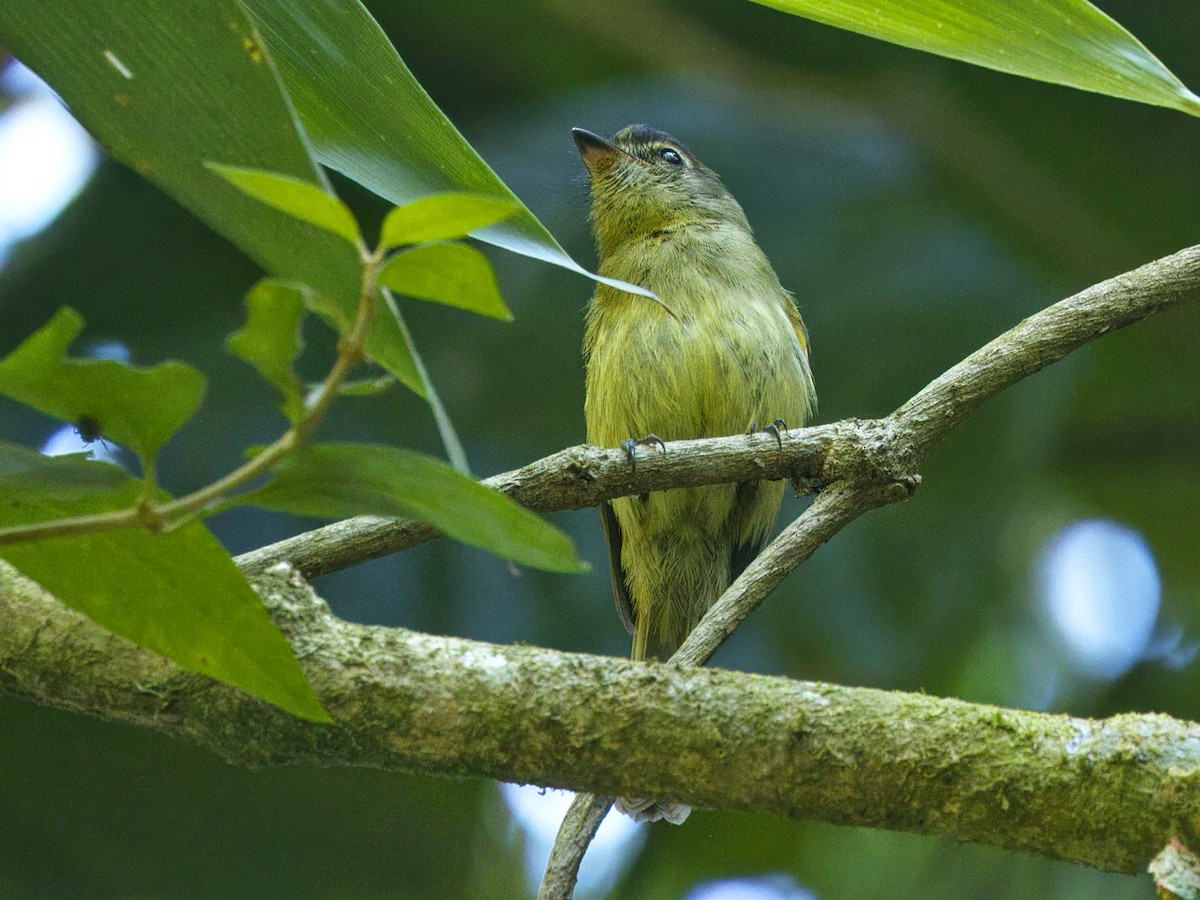 Yellow-olive Flatbill - ML641991945