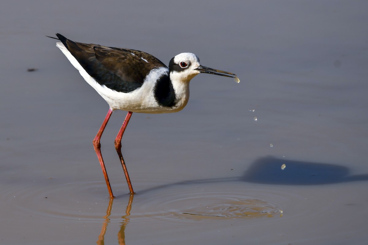Black-necked Stilt (White-backed) - ML641991954