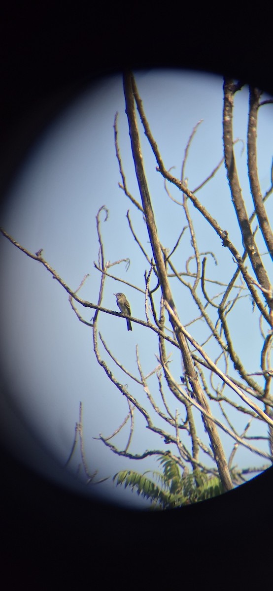 Acadian Flycatcher - ML641991957
