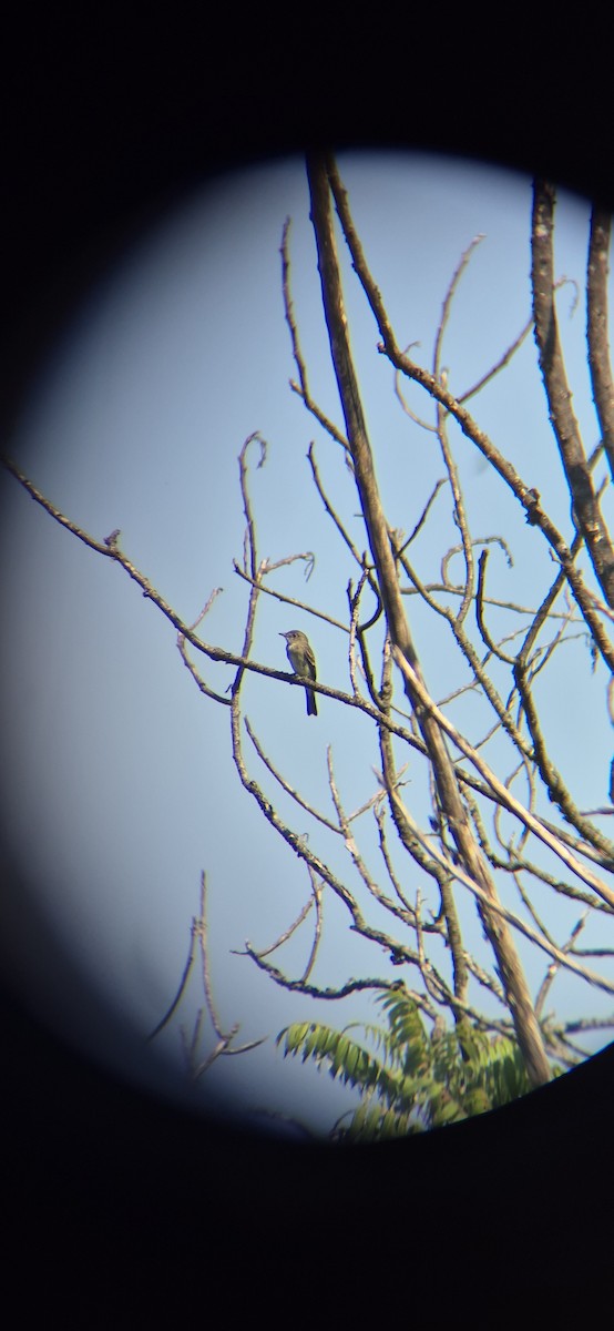 Acadian Flycatcher - ML641991958