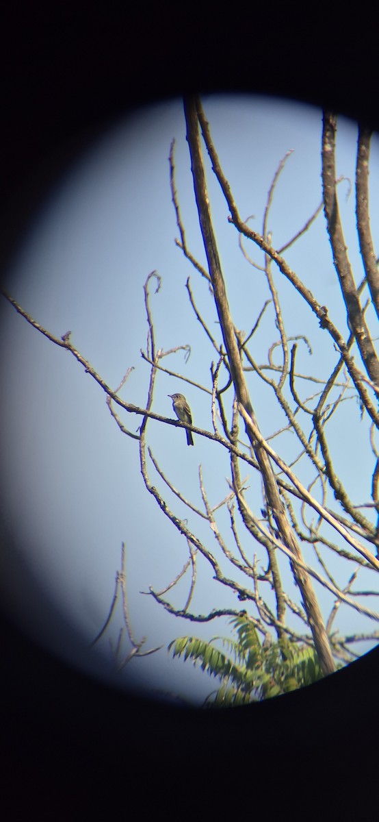 Acadian Flycatcher - ML641991959