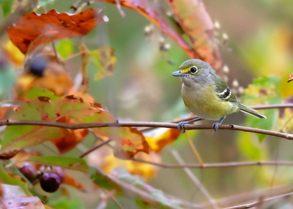 Ak Gözlü Vireo - ML641991981